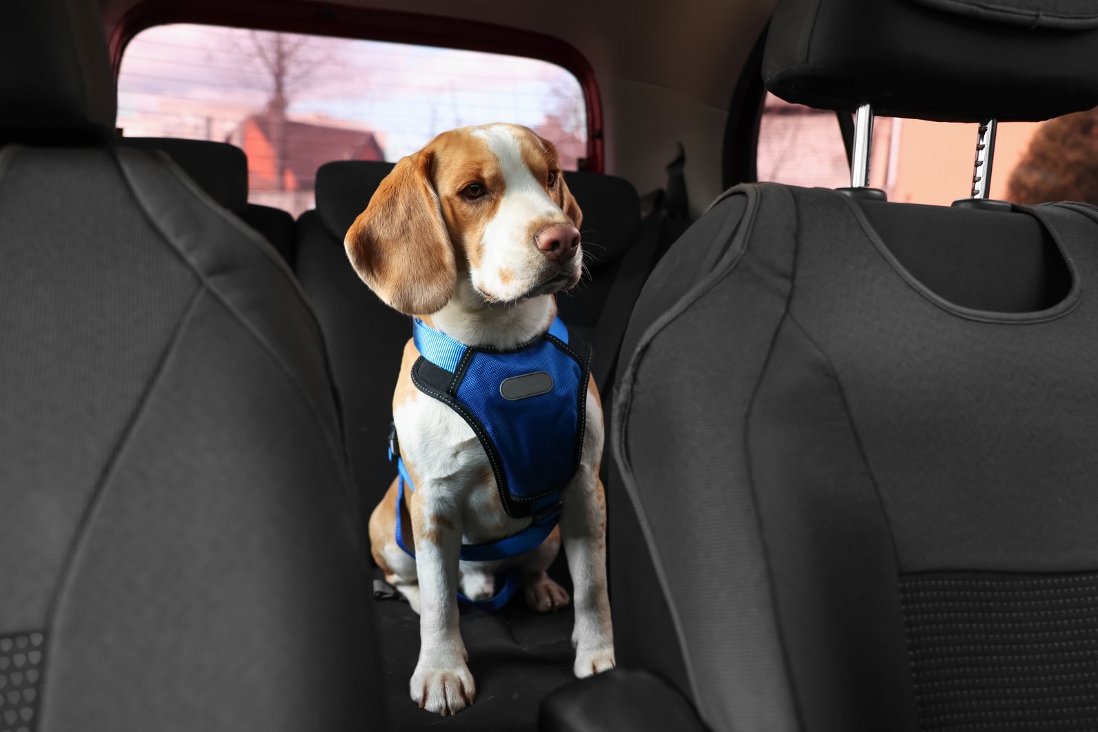 Cute Beagle Dog in Car. Adorable Pet