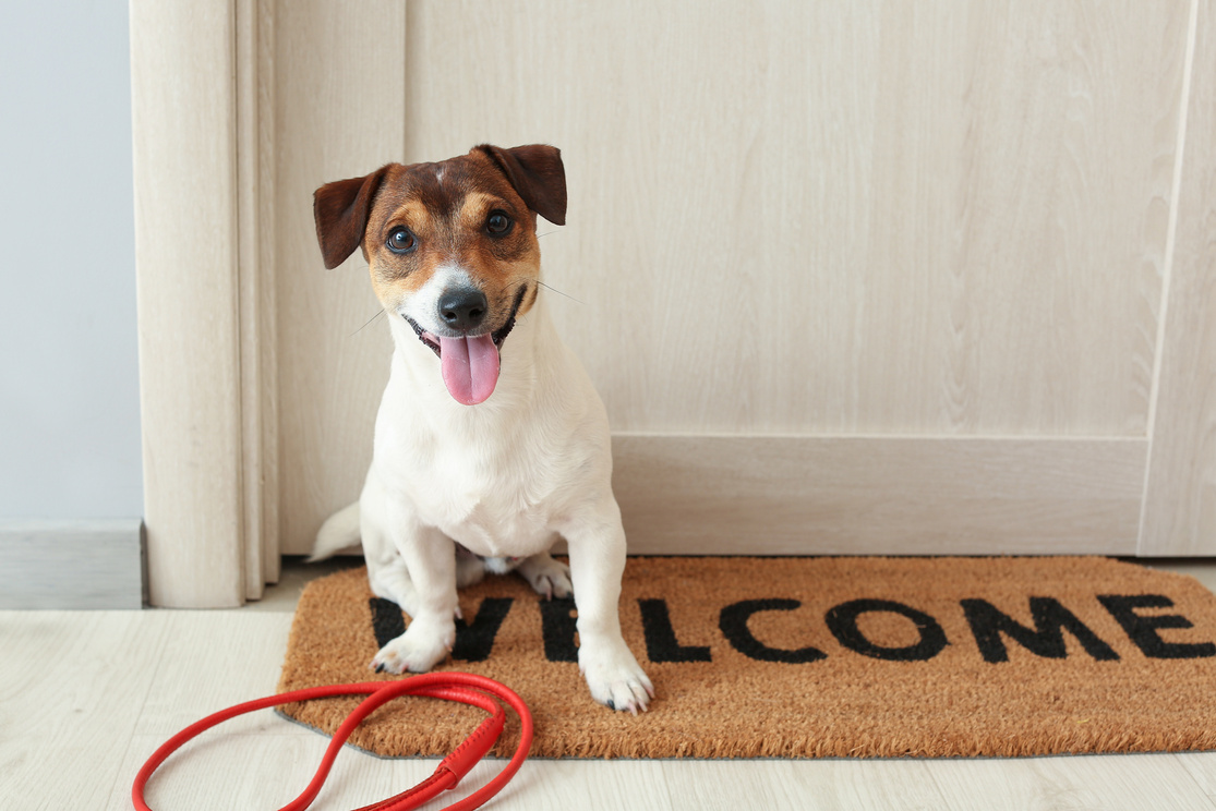 Jack Russel Terrier with Lead in Hall