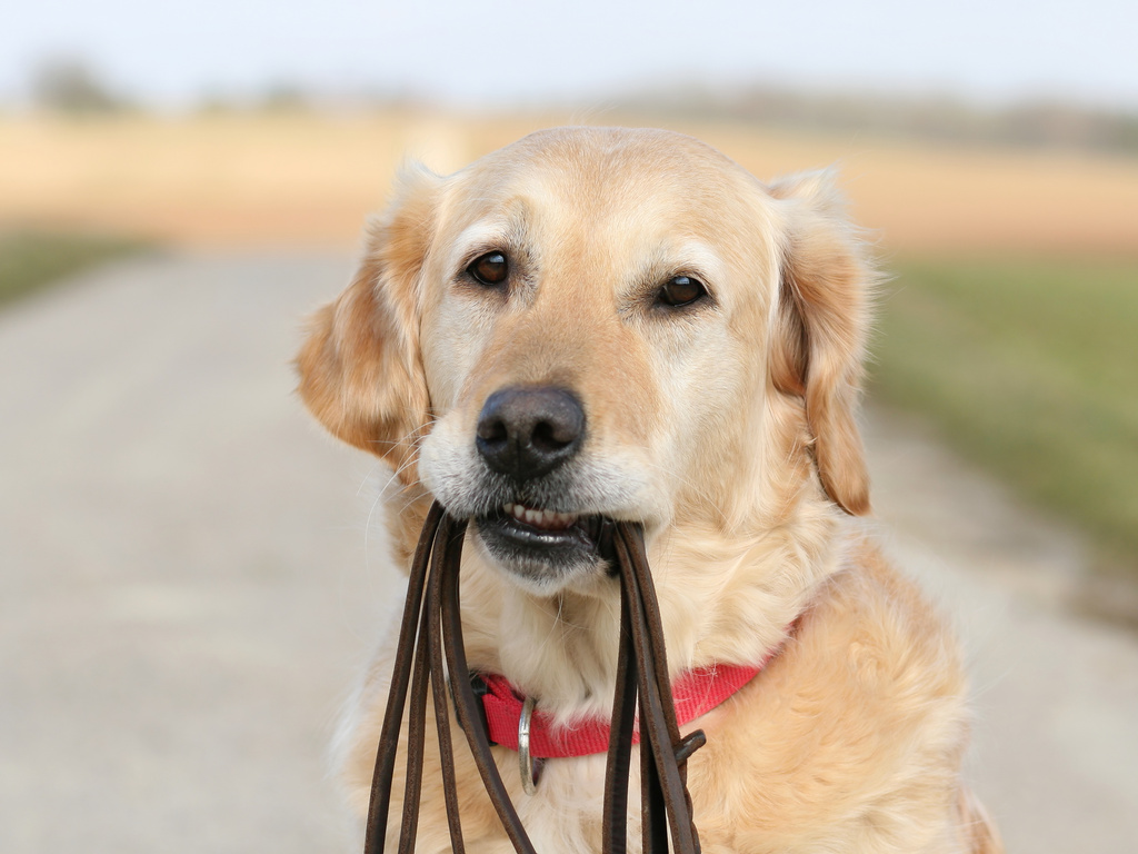 Dog with leash