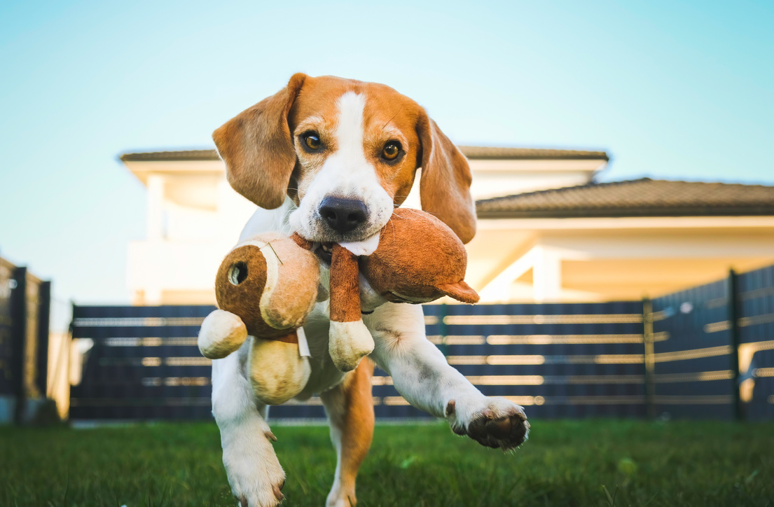 Beagle Dog Playing Fetch